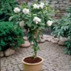 Double Blooming Gardenia Tree
