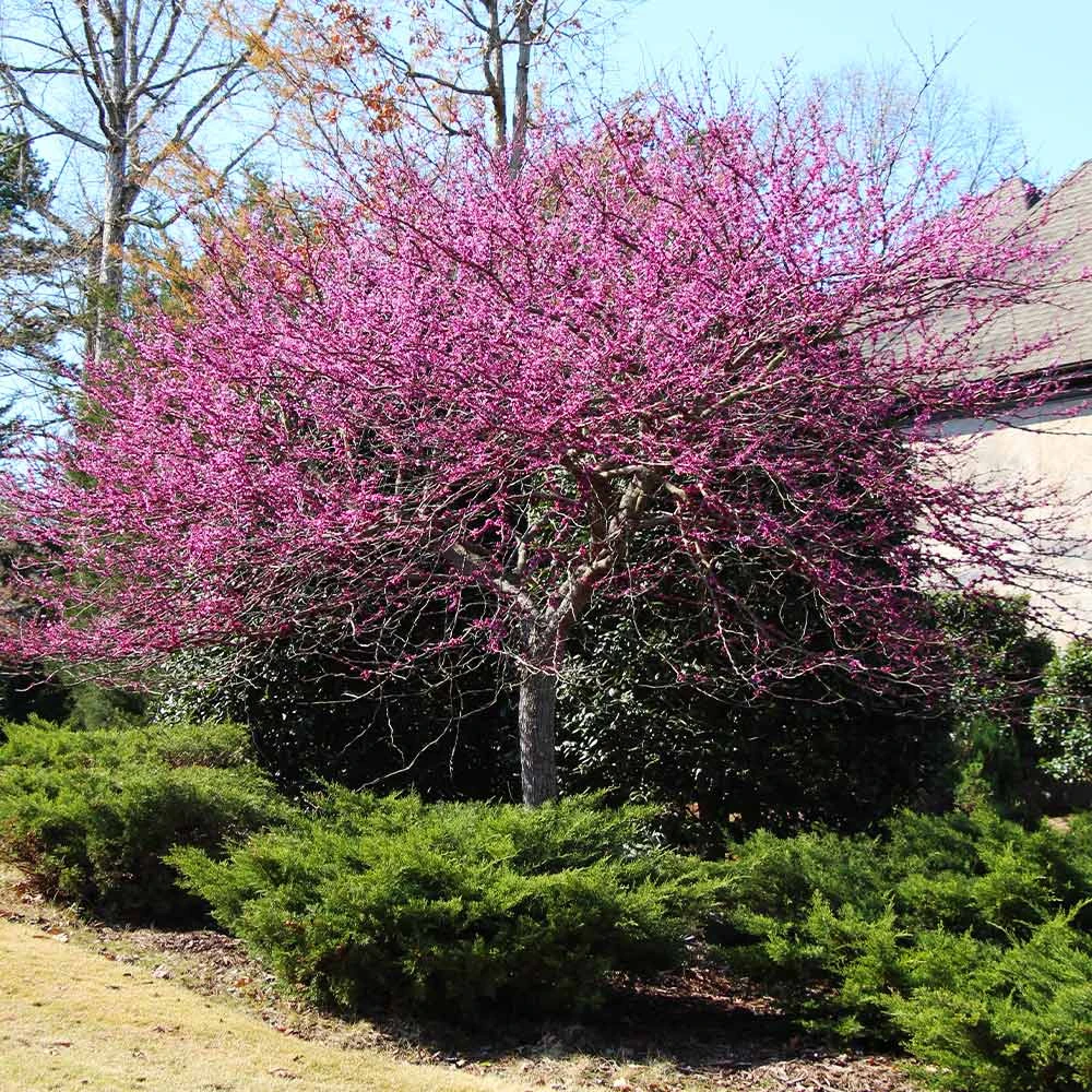 Eastern Redbud Tree - Image 4