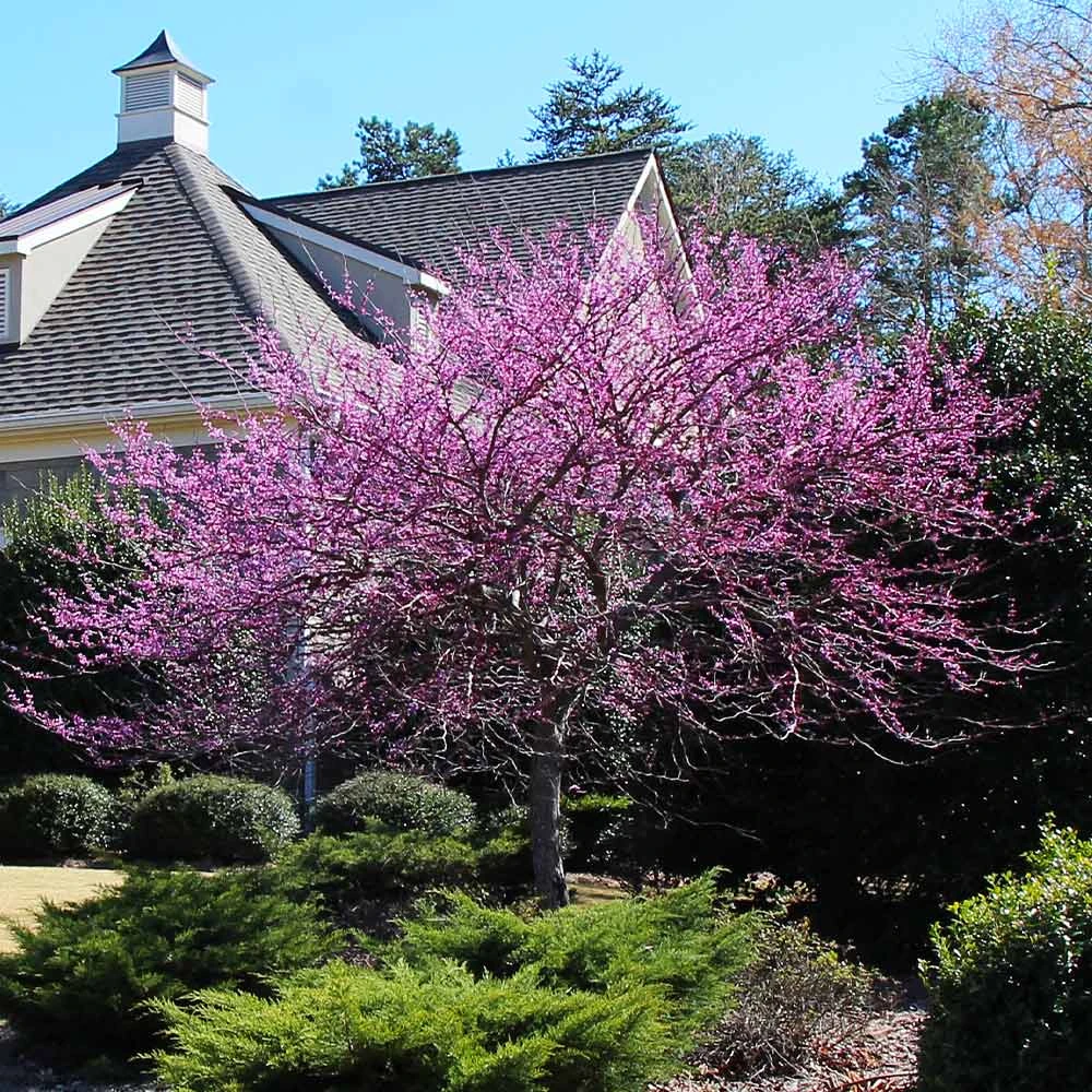 Eastern Redbud Tree - Image 2