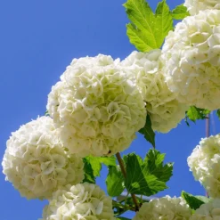 Eastern Snowball Bush
