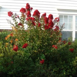 Enduring Summer Red Crape Myrtle Shrub