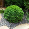 Dwarf English Boxwood Shrub