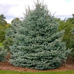 Fat Albert Colorado Blue Spruce