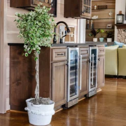 Variegated Ficus Triangularis Tree