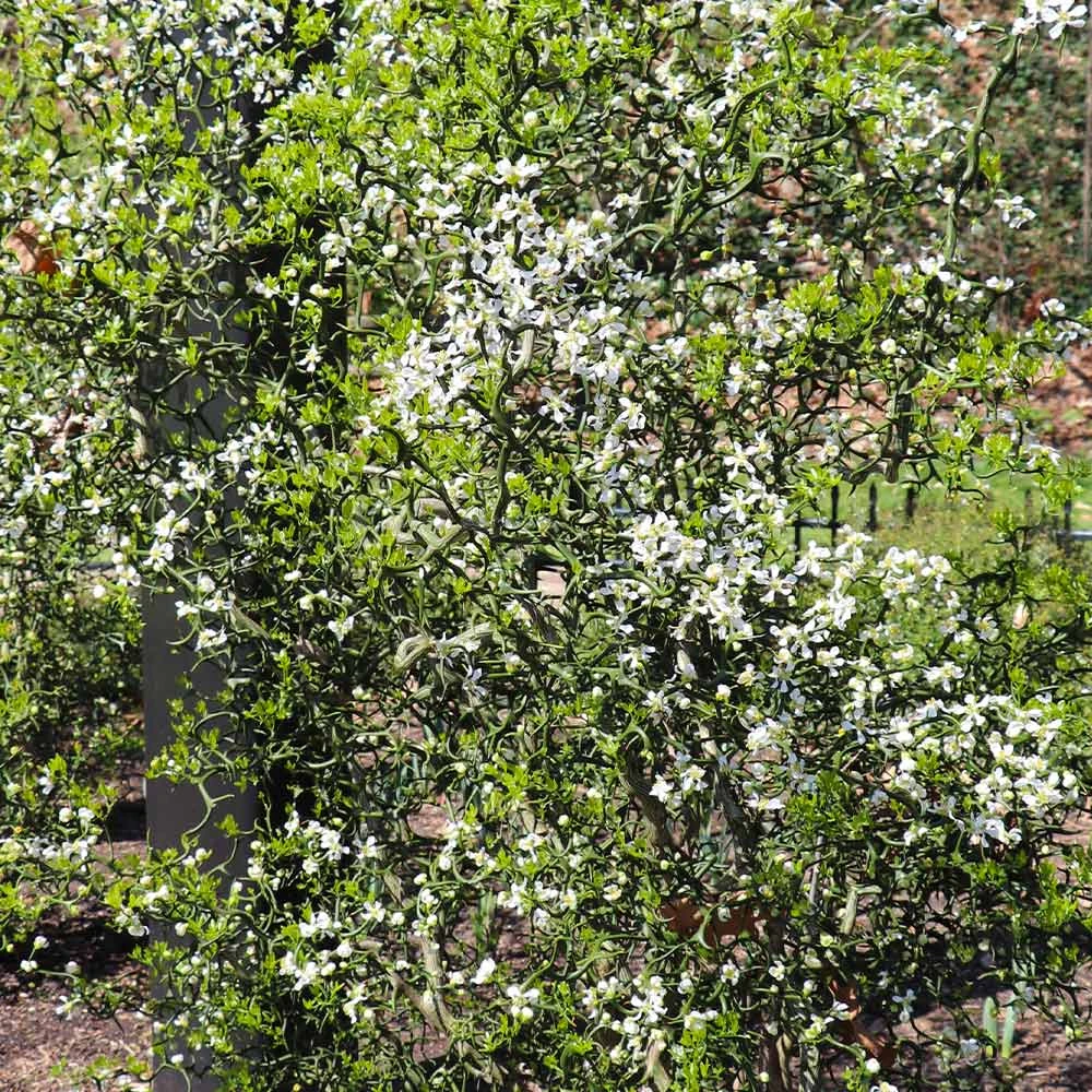 Hardy Orange Tree 'Flying Dragon' - Image 5