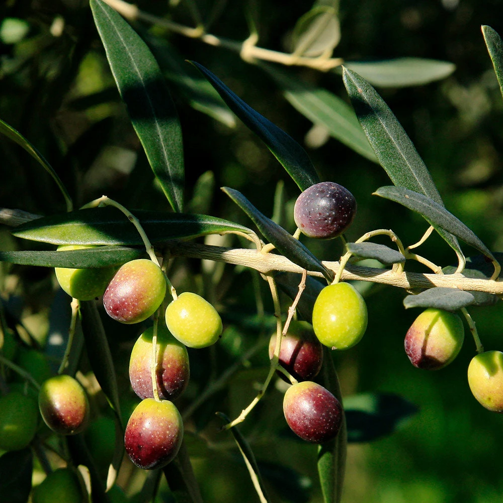 Italian Olive Tree - Image 3