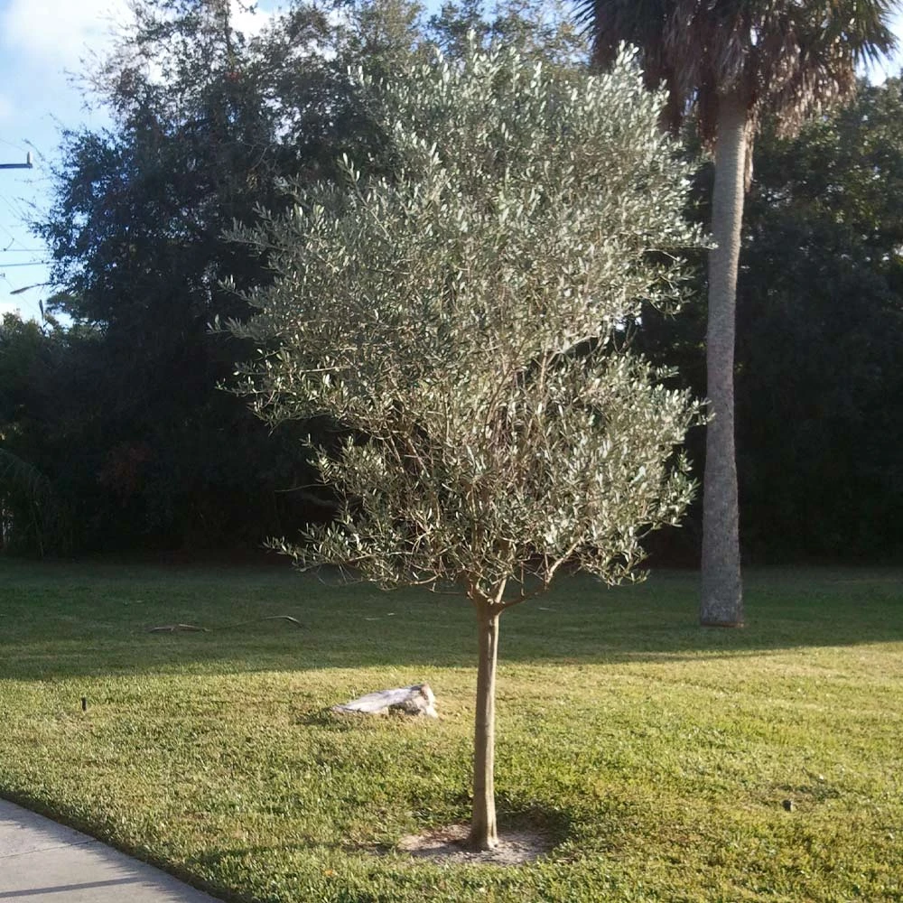 Italian Olive Tree - Image 2