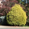 Gold Mop Cypress Tree