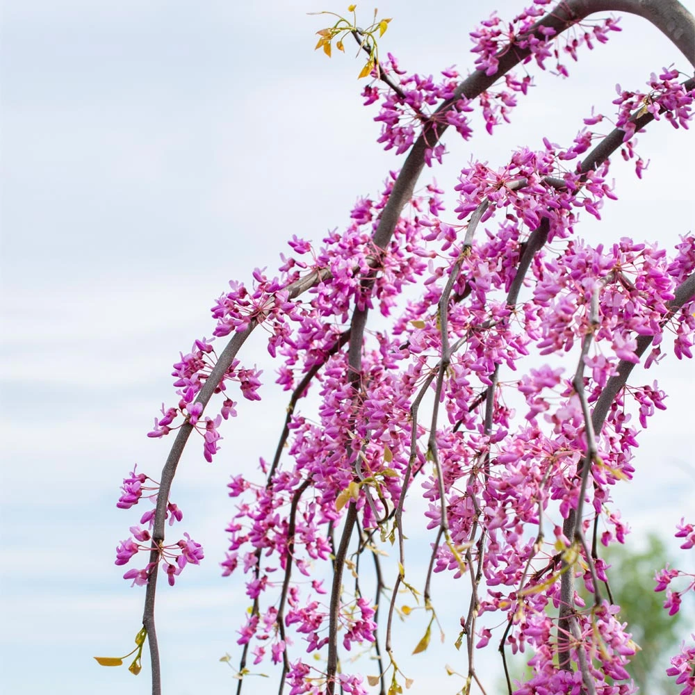 Golden Falls® Redbud Tree - Image 5