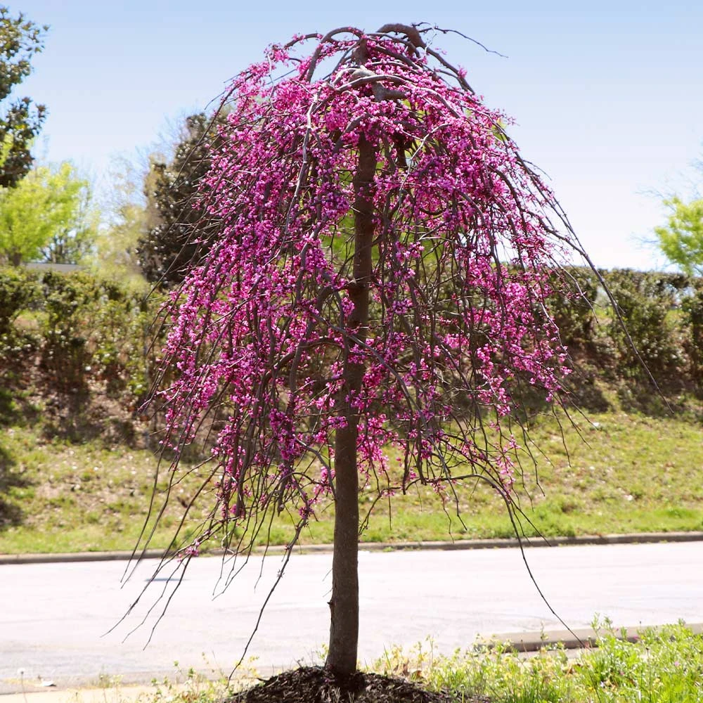 Golden Falls® Redbud Tree - Image 3