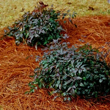Harbor Belle Nandina Shrub