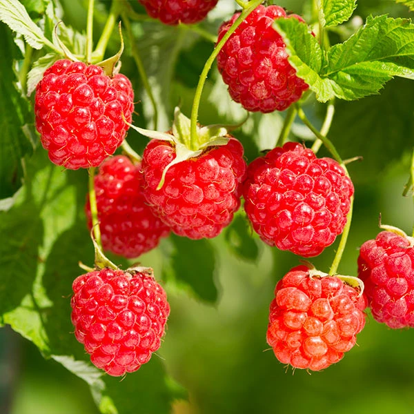 Heritage Raspberry Bush