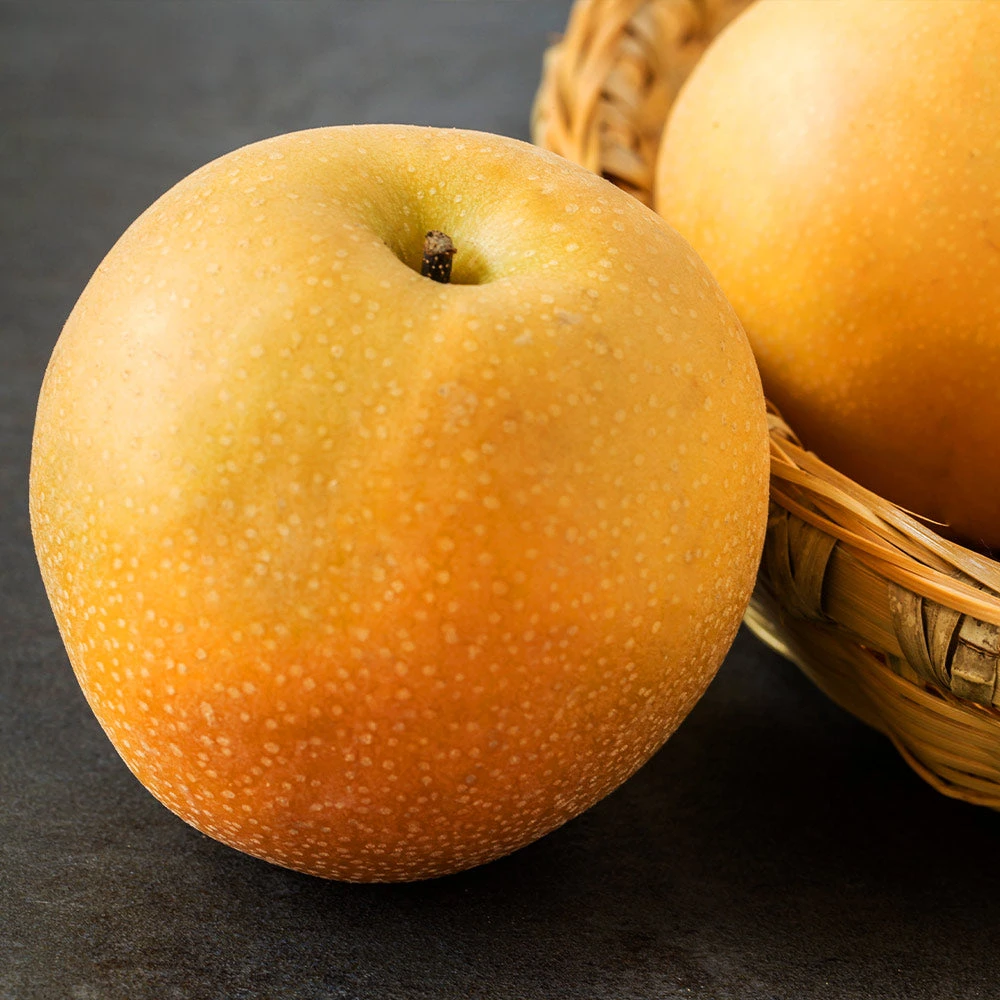 Hosui Asian Pear Tree - Image 2