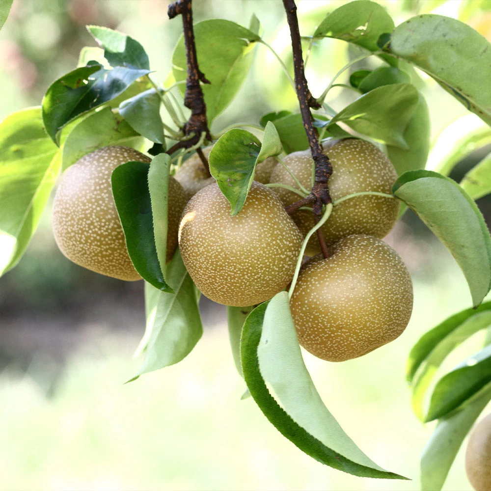 Hosui Asian Pear Tree - Image 3