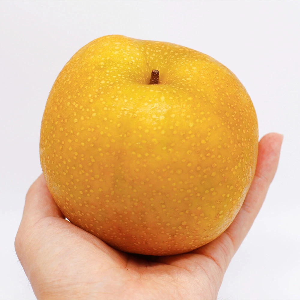 Hosui Asian Pear Tree - Image 6