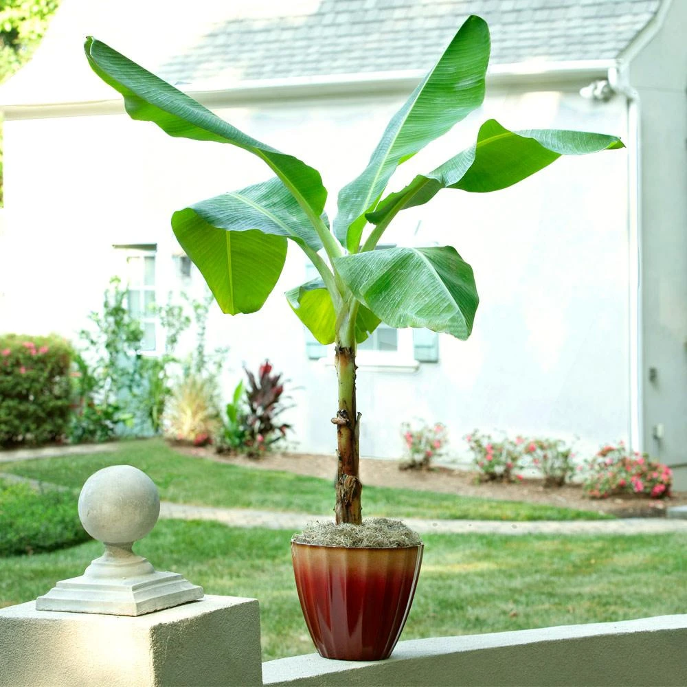 Ice Cream Banana Tree - Image 3