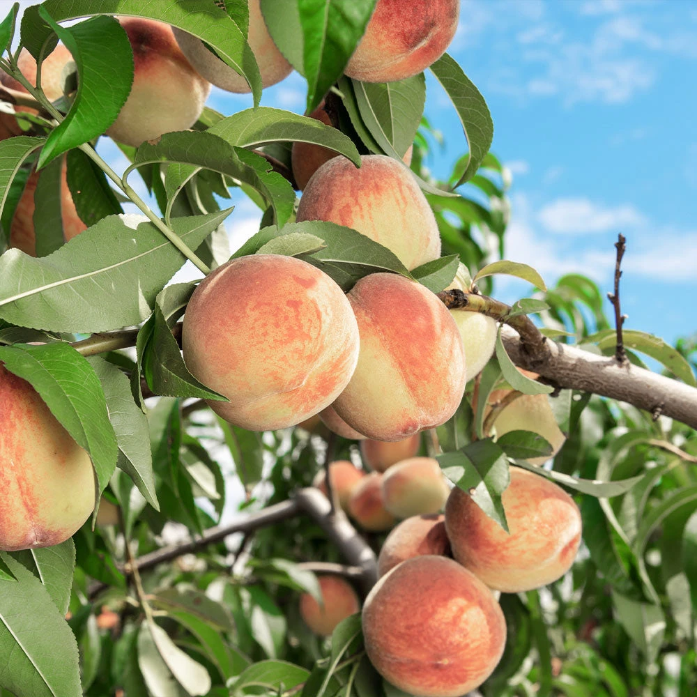 Indian Free White Peach Tree - Image 4