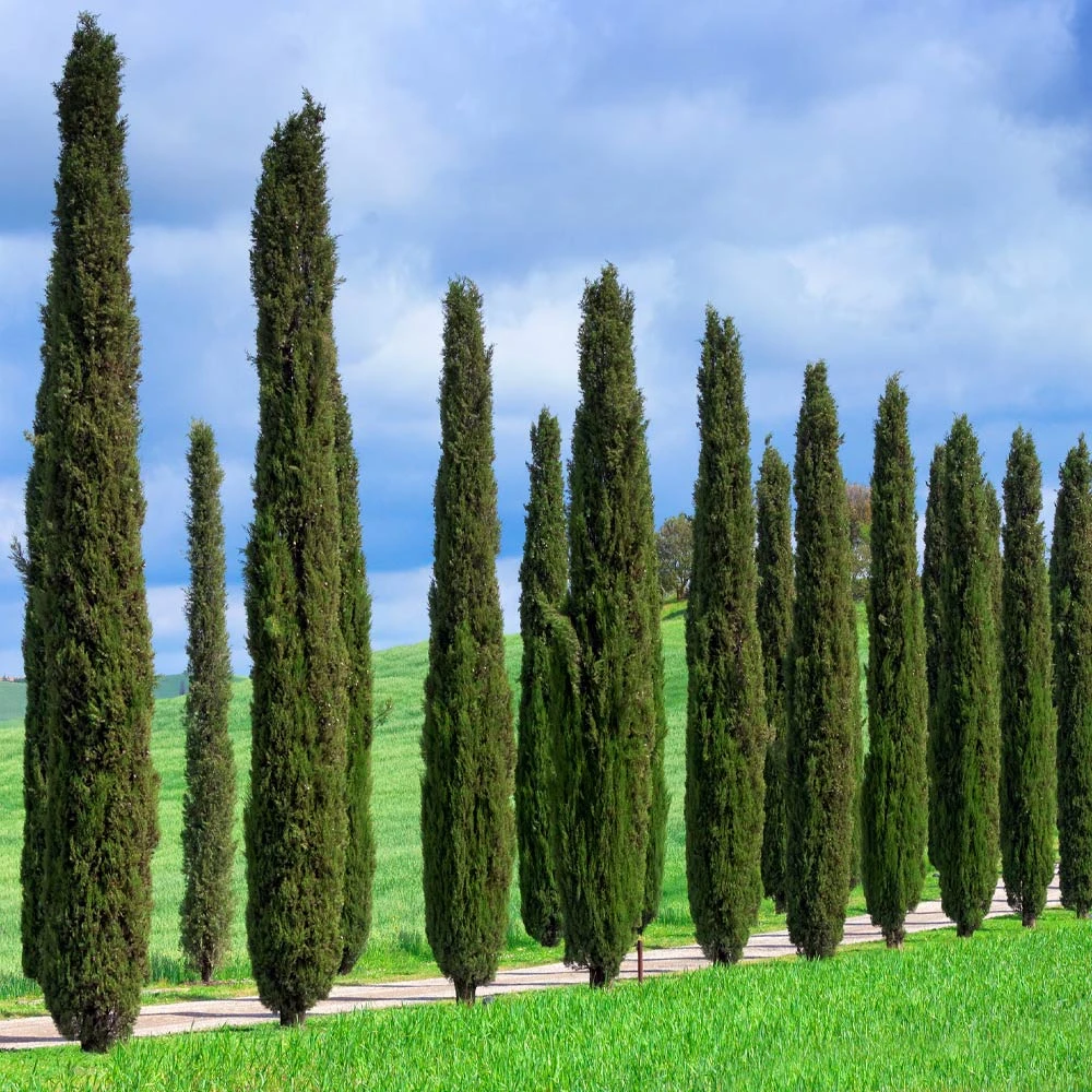 Italian Cypress Tree - Image 5