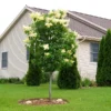 Ivory Silk Japanese Lilac Tree