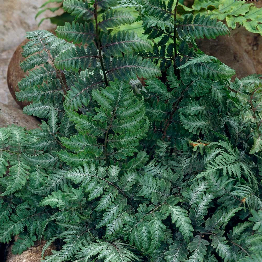 Japanese Painted Fern - Image 4