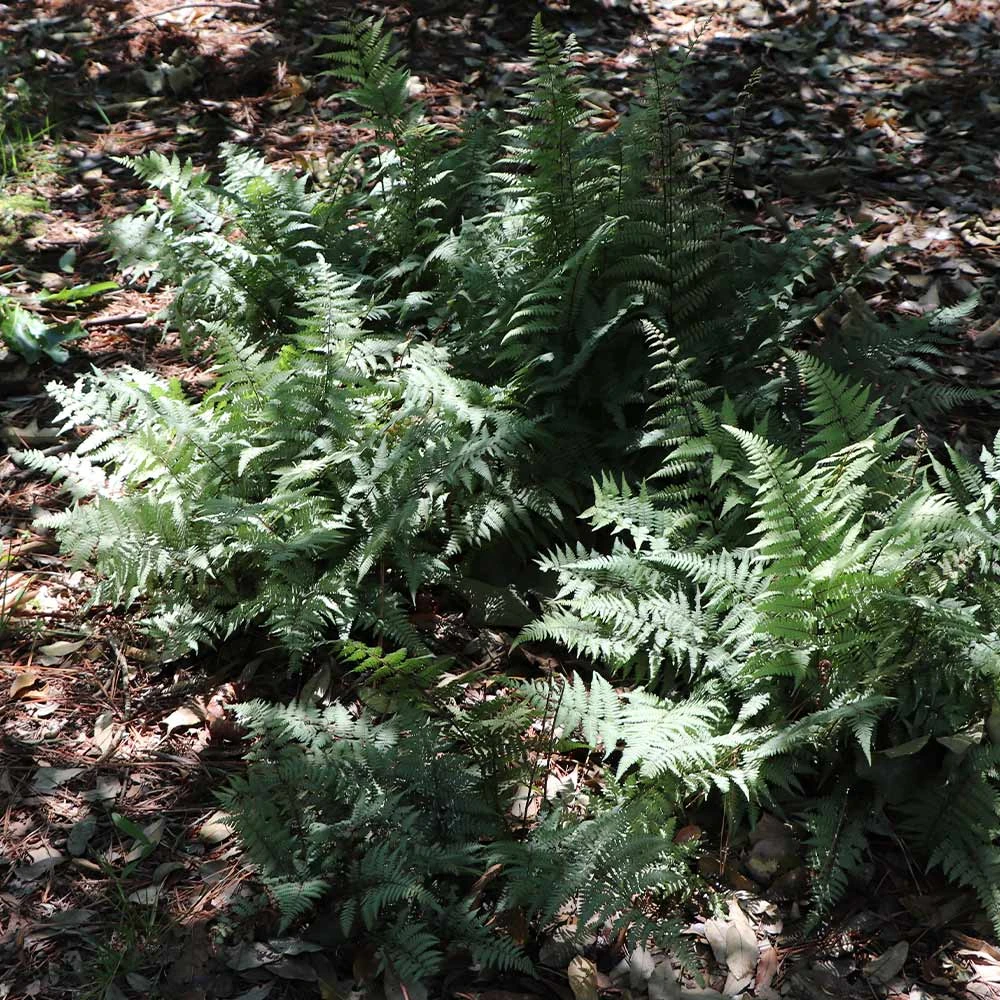 Japanese Painted Fern - Image 5