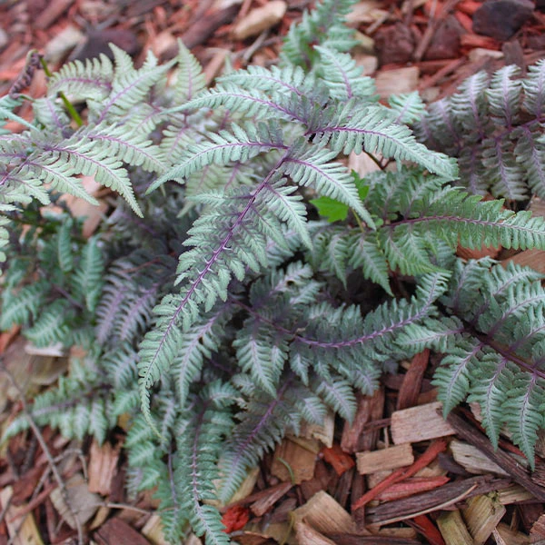 Japanese Painted Fern
