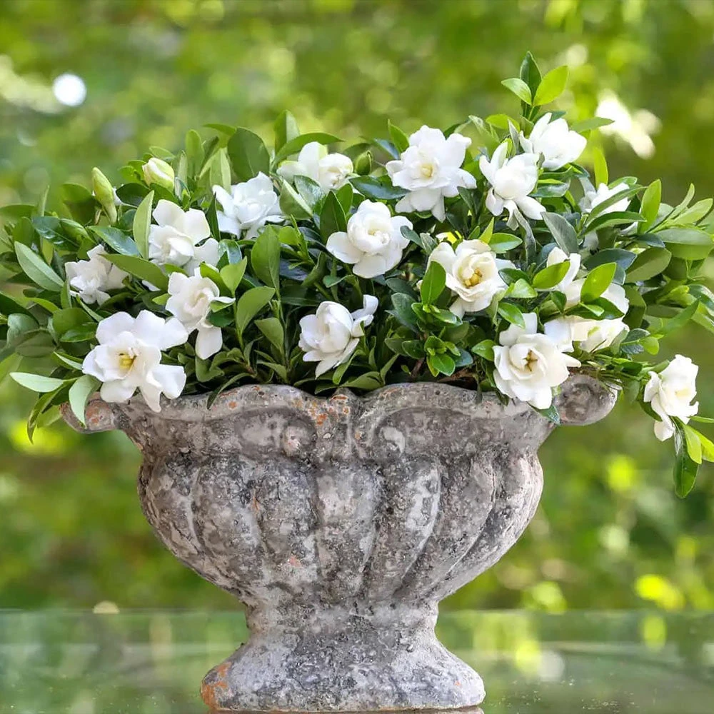Jubilation™ Gardenia Shrub - Image 4