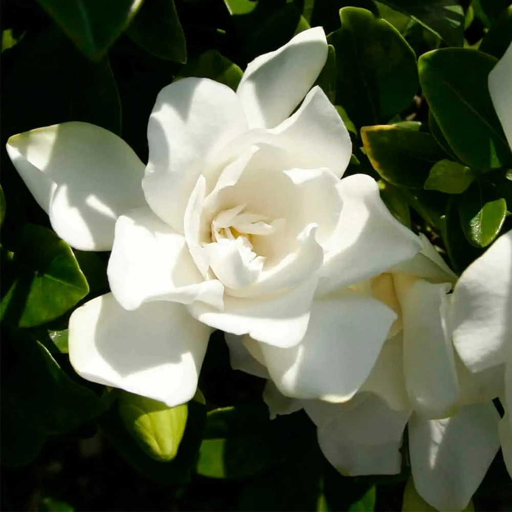 Jubilation™ Gardenia Shrub - Image 2