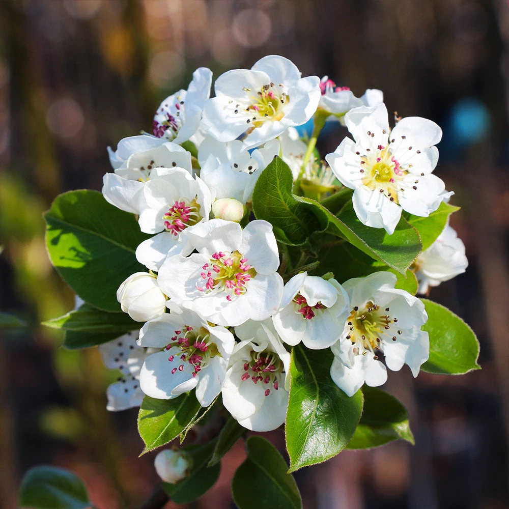 Kieffer Pear Tree - Image 5