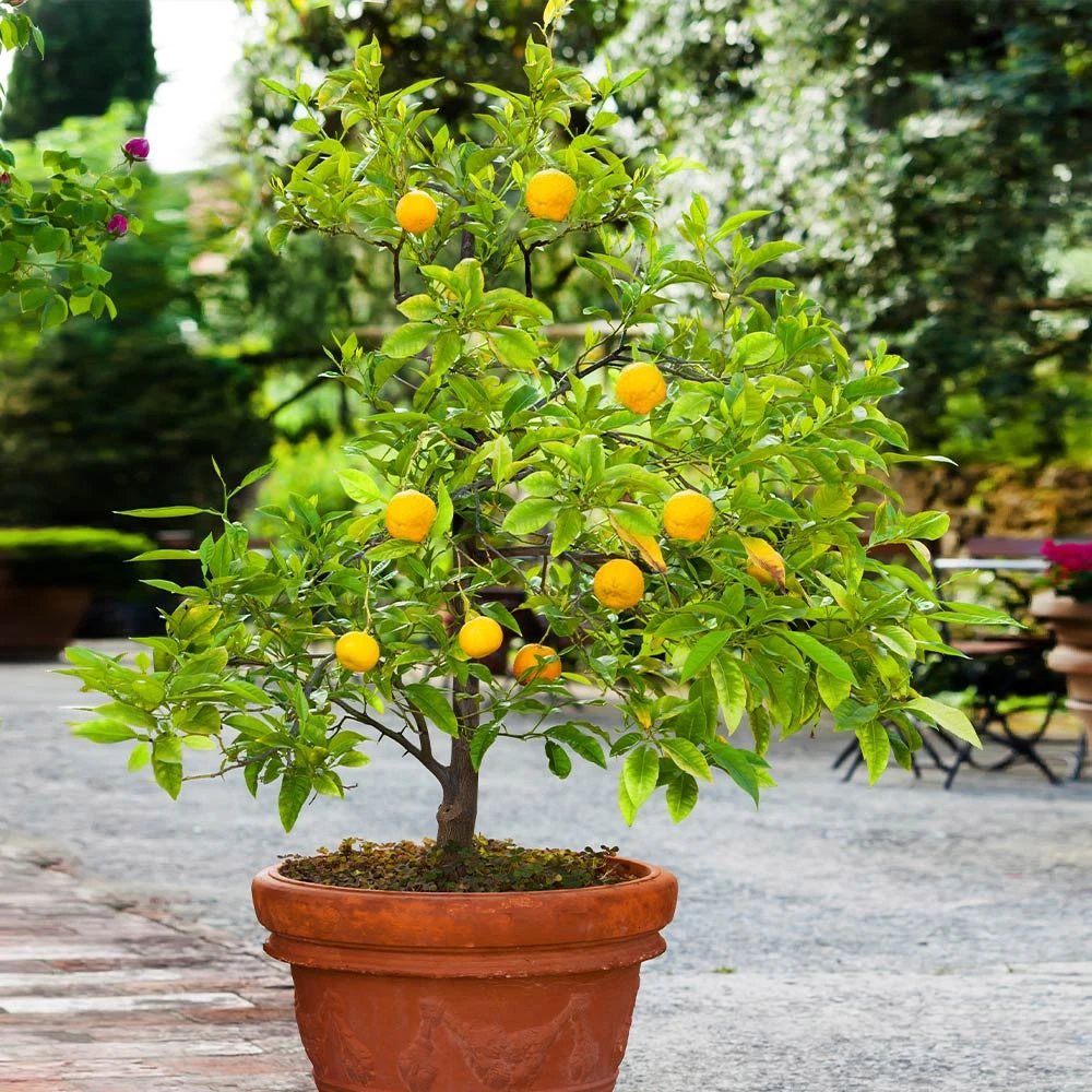 Kishu Mandarin Tree - Image 2