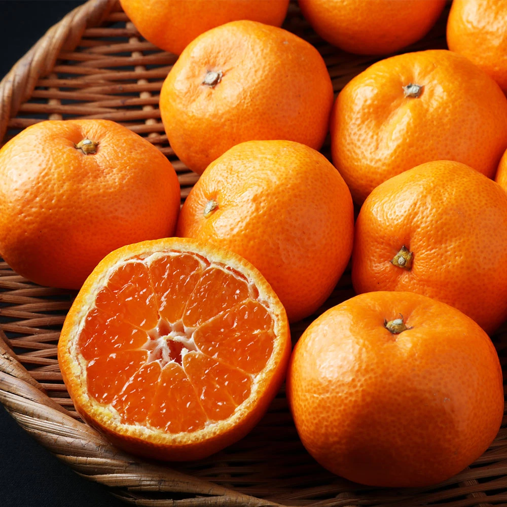 Kishu Mandarin Tree - Image 4