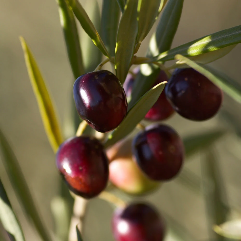 Koroneiki Greek Olive Tree - Image 3