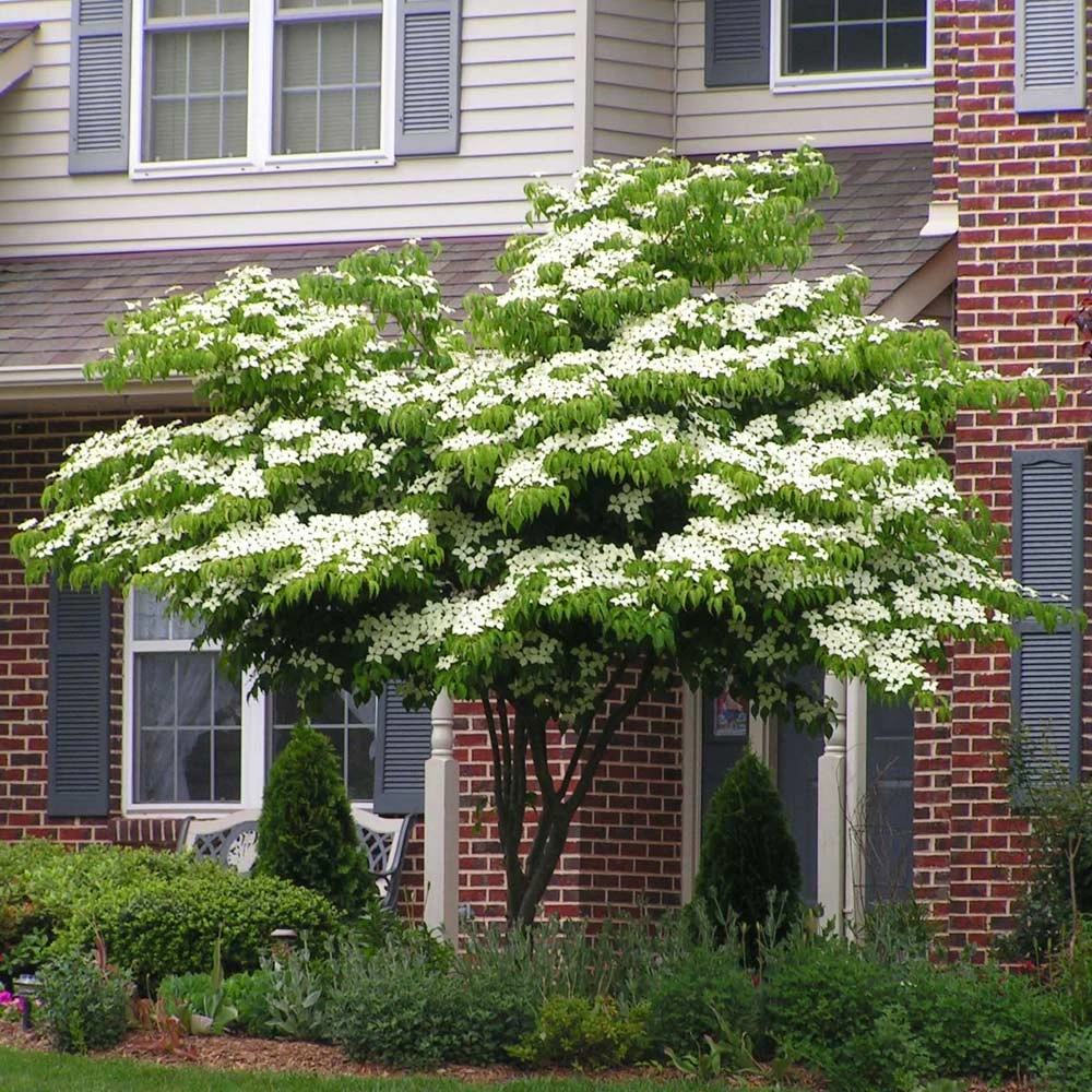 White Kousa Dogwood Tree - Image 2