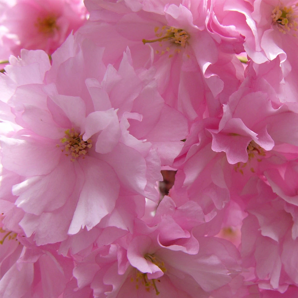Kwanzan Cherry Tree - Image 4