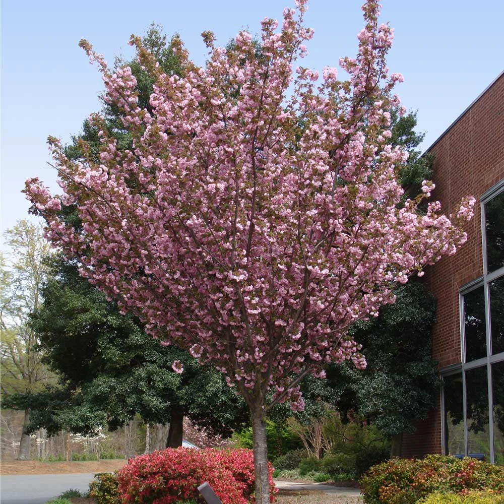 Kwanzan Cherry Tree - Image 5