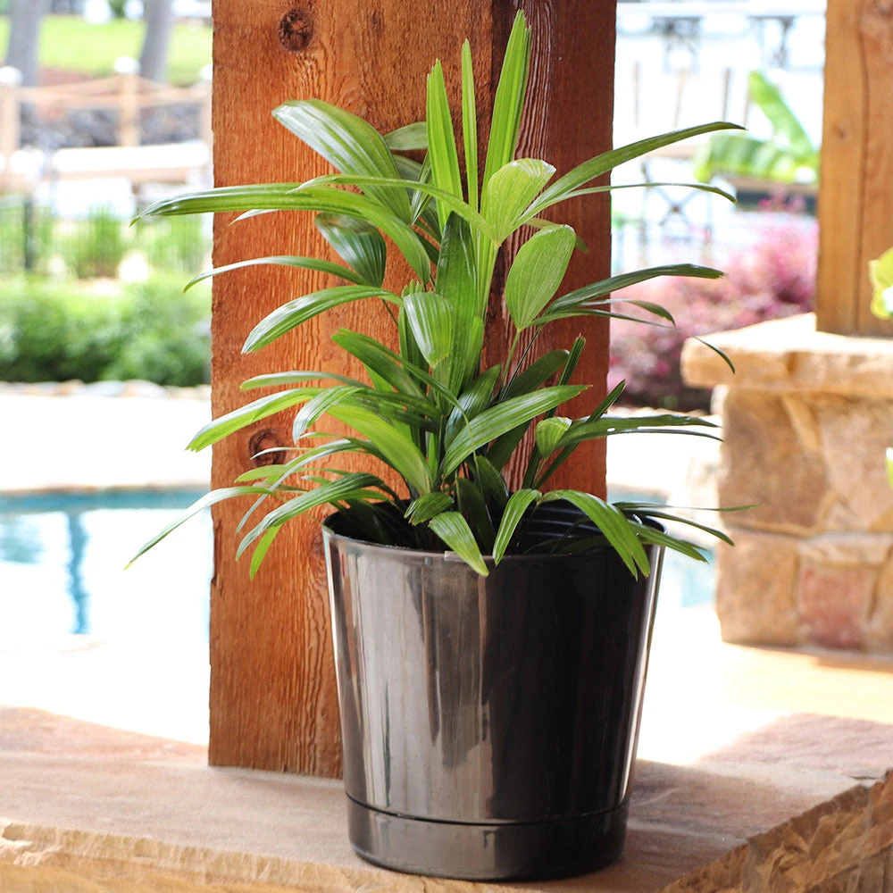 Lady Palm Tree - Image 7