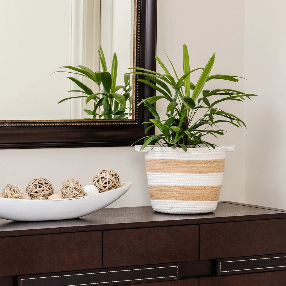 Lady Palm Tree - Image 6