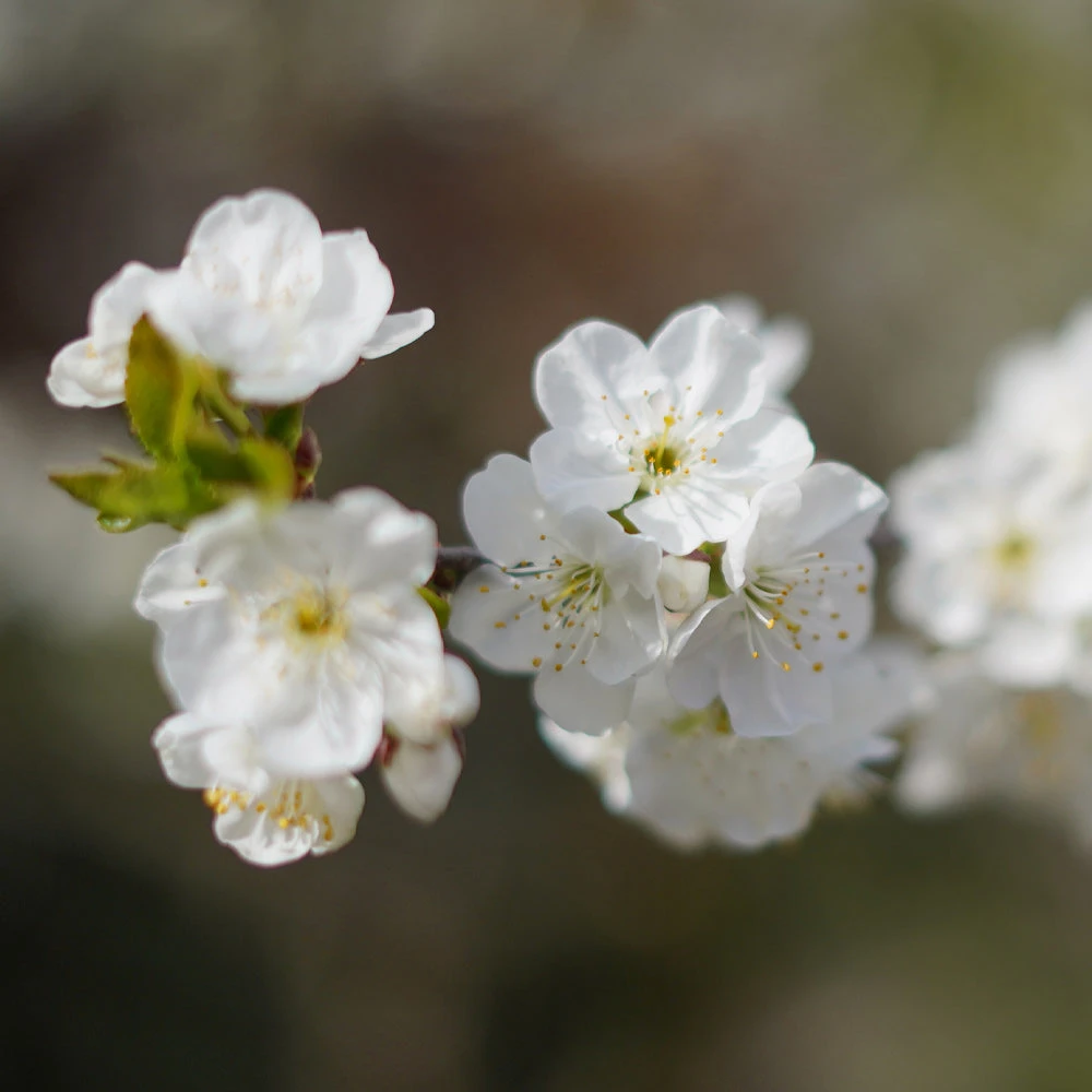 Cherry Pollinator Pack - Image 4