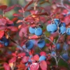 Legacy Blueberry Bush