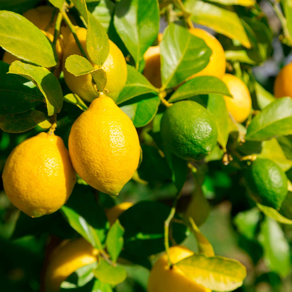 Lemon-Lime Citrus Bush - Image 3