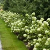 Little Lime® Hydrangea Shrub
