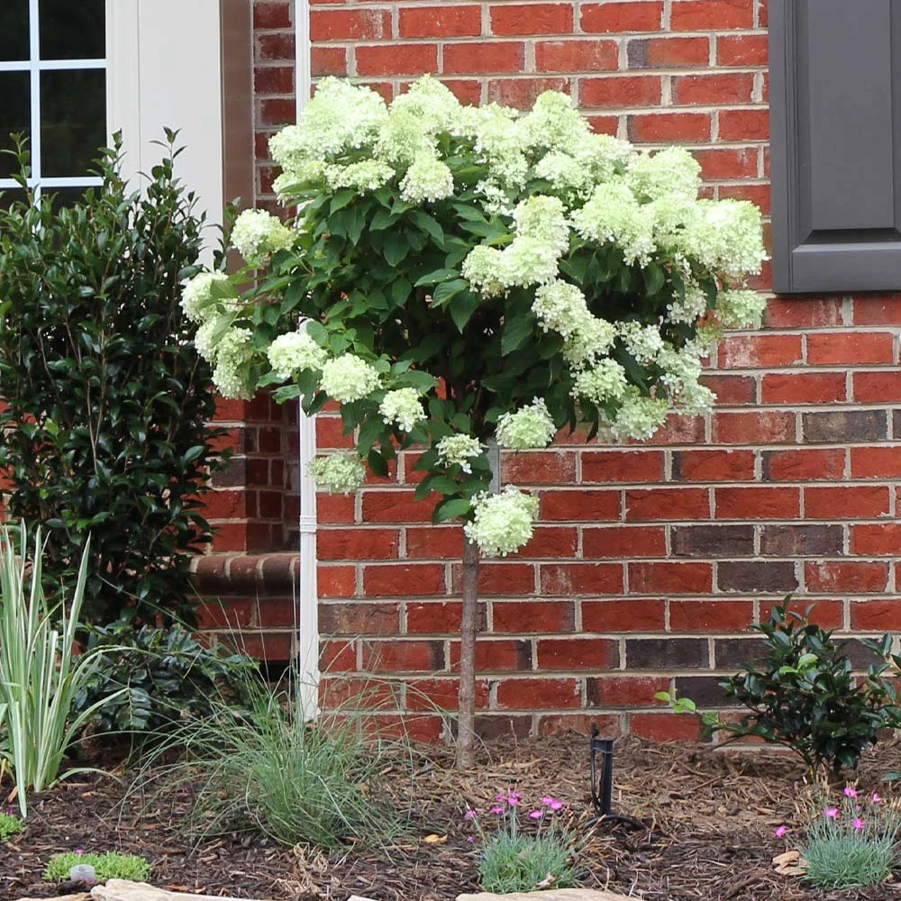 Little Lime® Hydrangea Tree - Image 2