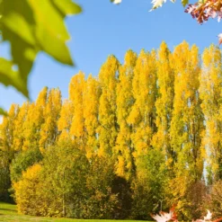 Lombardy Poplar Tree