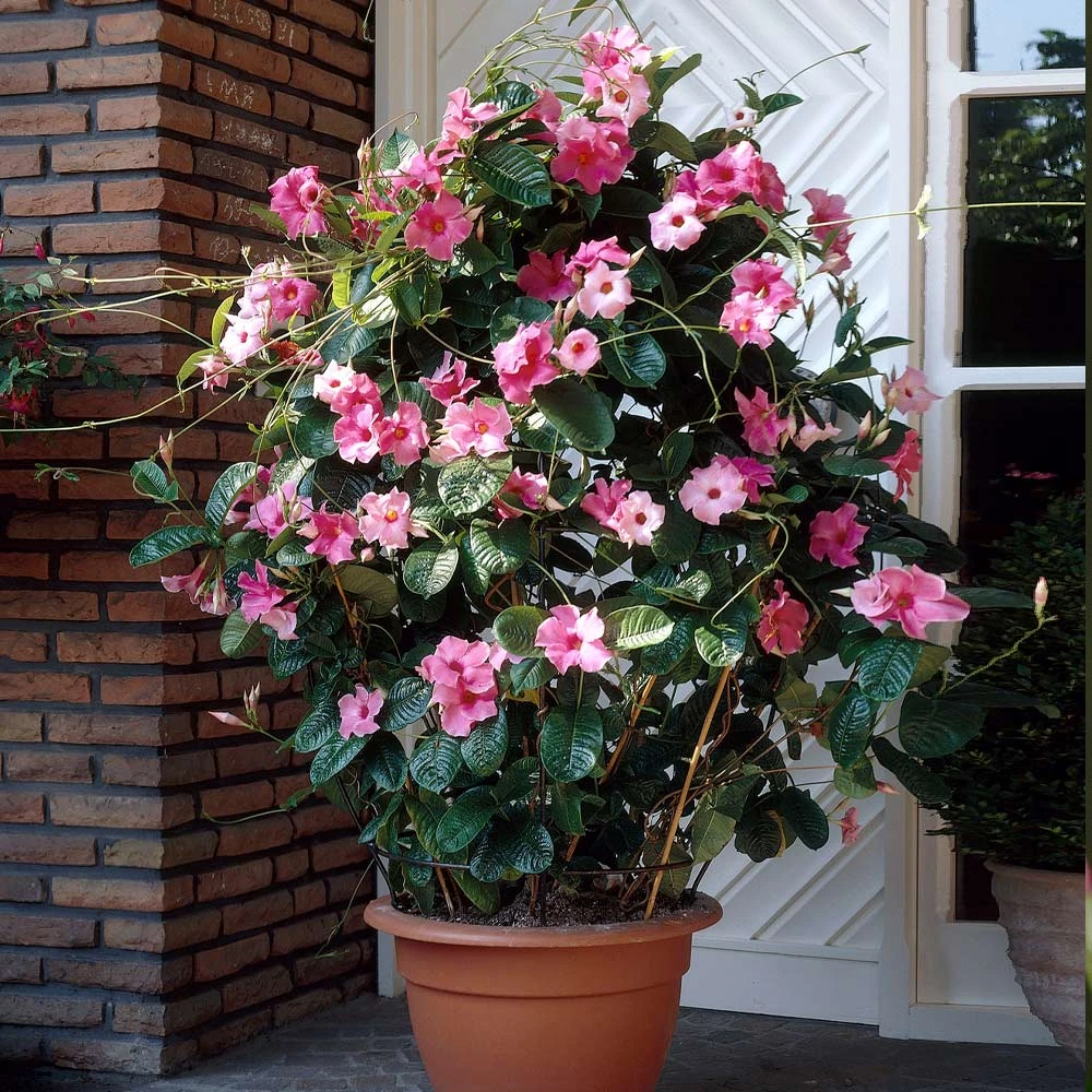 Mandevilla 'Alice Du Pont' Shrub - Image 2