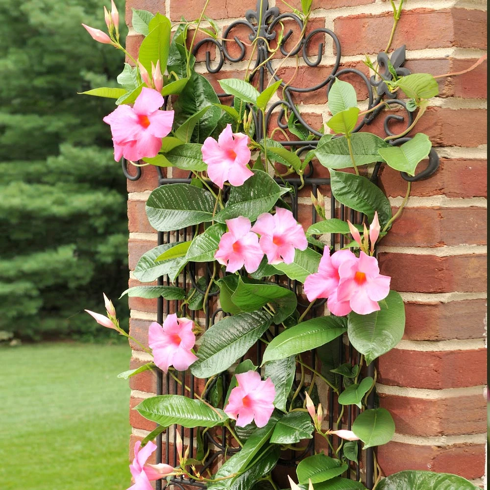 Mandevilla 'Alice Du Pont' Shrub - Image 4