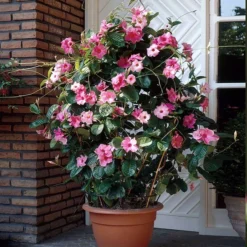 Mandevilla 'Alice Du Pont' Shrub