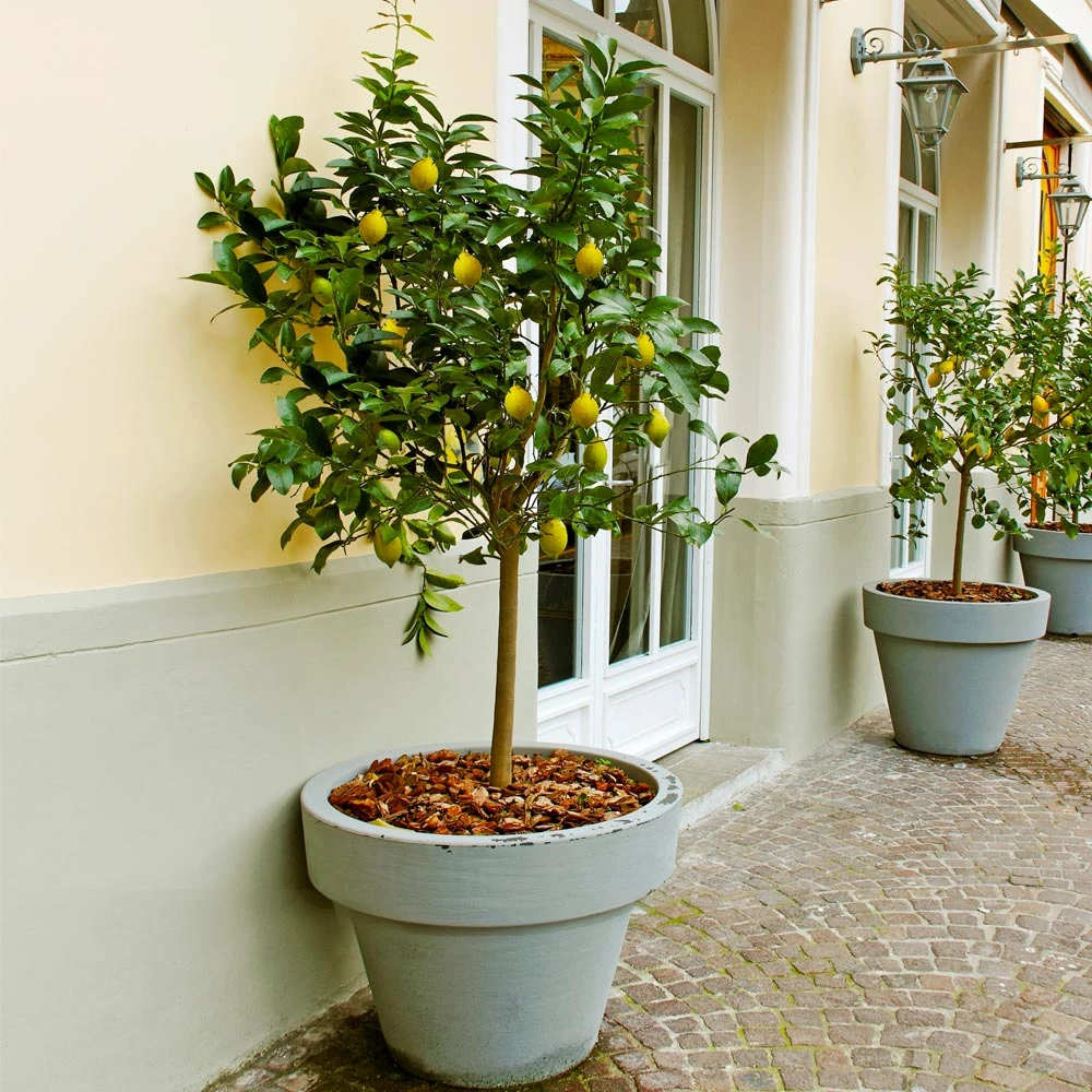 Meyer Lemon Tree - Image 2