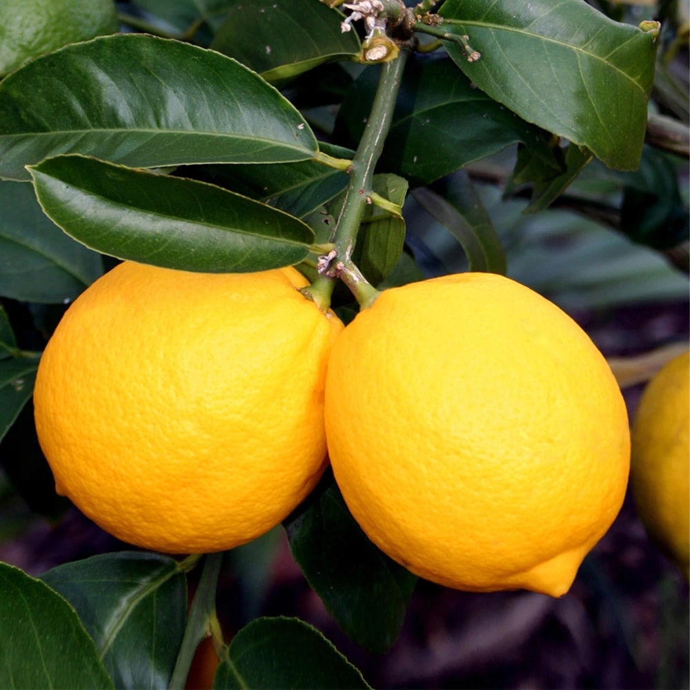 Meyer Lemon Tree - Image 5