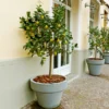 Meyer Lemon Tree