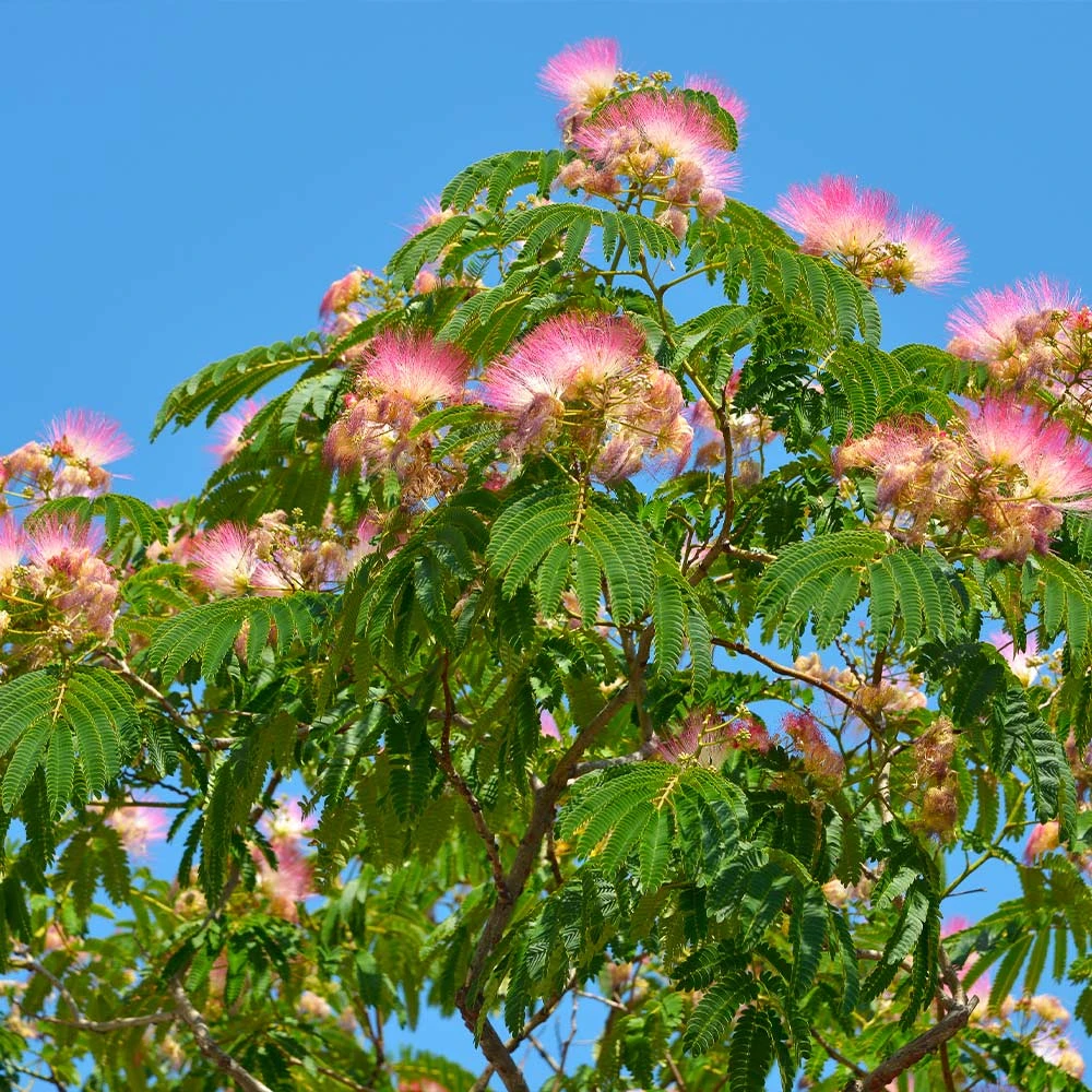 Mimosa Silk Tree - Image 2